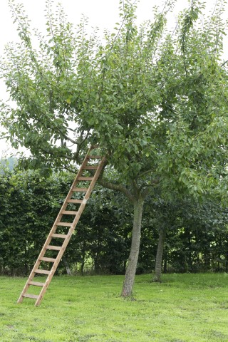 Workshop Fruit snoeien