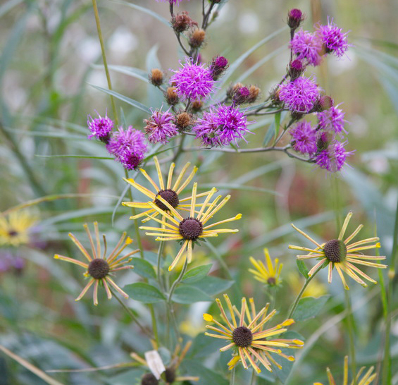 Workshop planten combineren