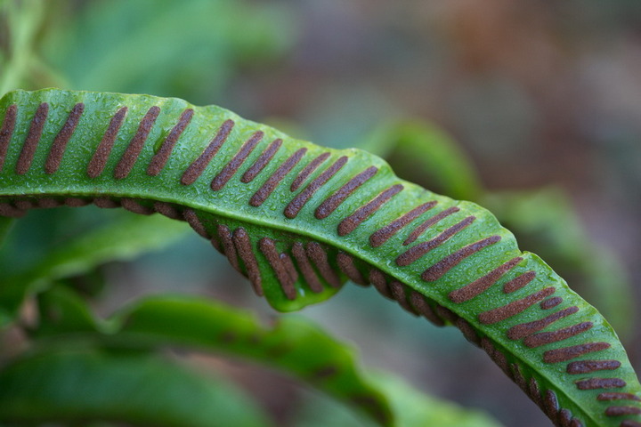 Workshop schaduwplanten