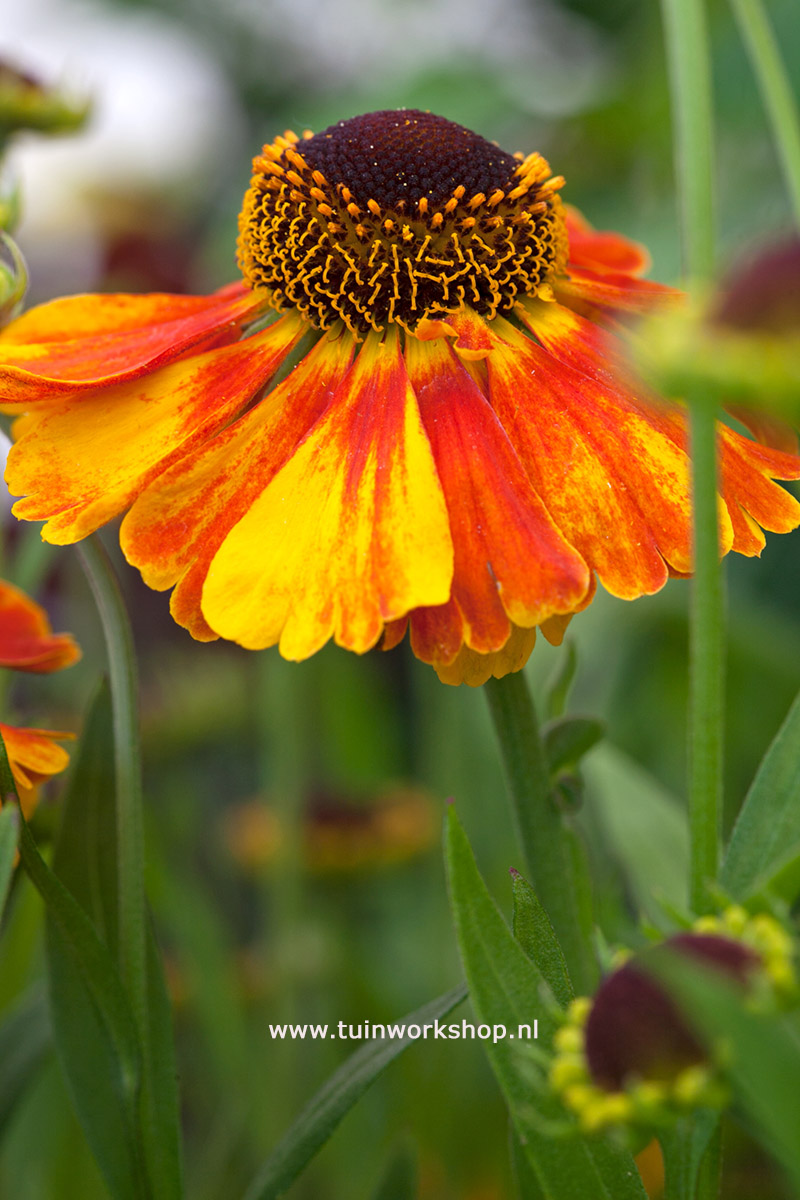 Helenium Sahins Early Flowerer MOH 0711 5441lr