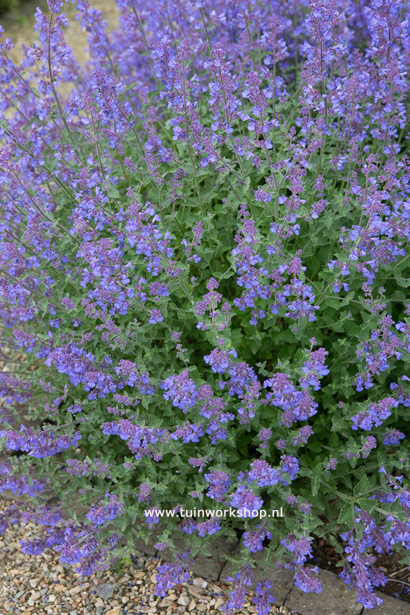 Nepeta Kit CatMOH 0613 5670 lr