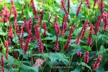 Persicaria amplexicaulis Blackfield AB 0915 1997