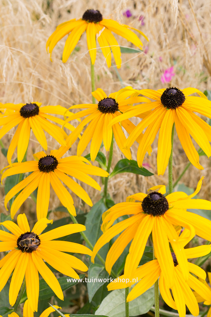 Rudbeckia fulgida Early Bird Gold MOH 0813 5682 lr